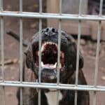 pitbull effrayant avec de gros crocs ; un chien enragé derrière la clôture métallique