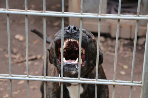 pitbull effrayant avec de gros crocs ; un chien enragé derrière la clôture métallique