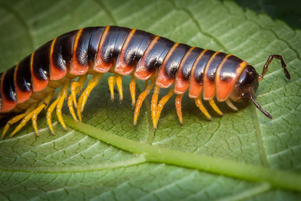 Comment se débarrasser des millepattes ou centipède et prévenir leur infestation